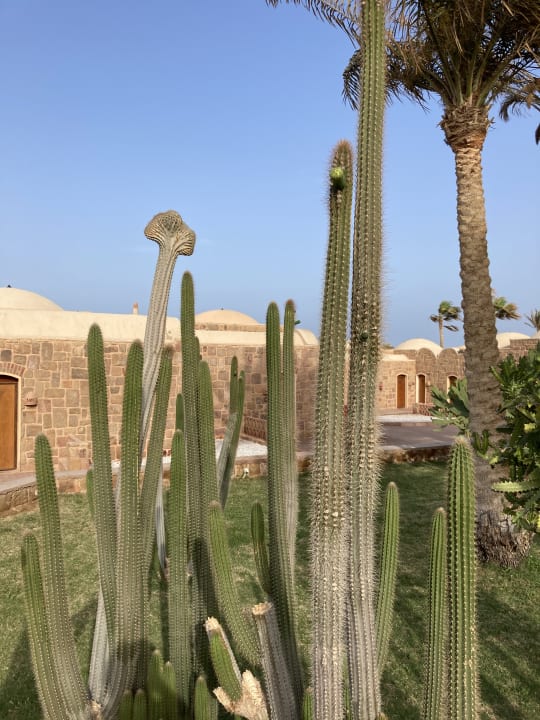 Gartenanlage Mövenpick Resort El Quseir