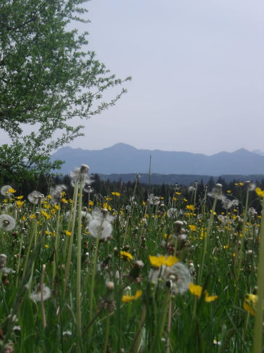 Bergblick vom Garten aus Granerhof