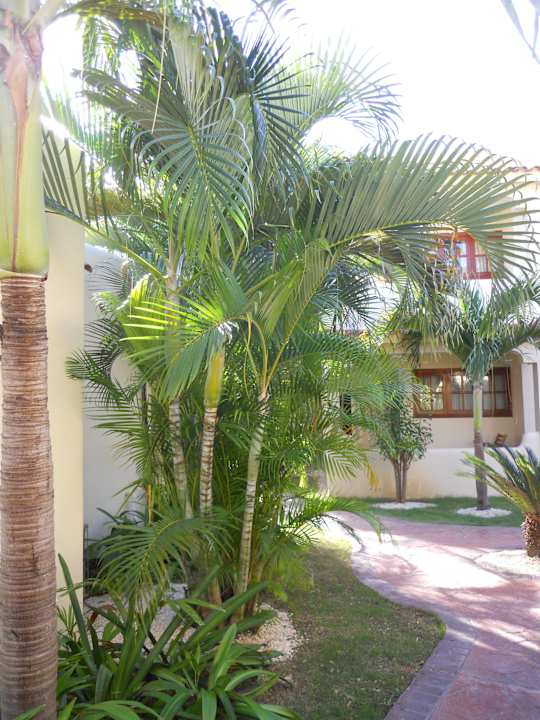 Königspalme whala!bávaro