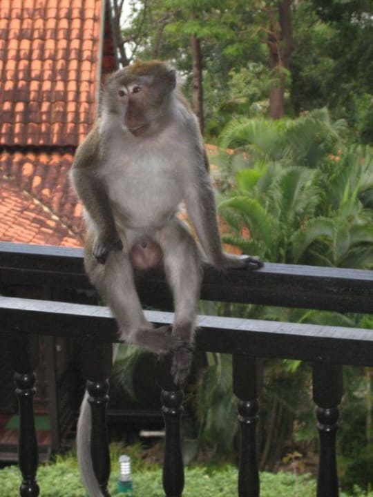 Besucher auf dem Balkon Berjaya Langkawi Resort