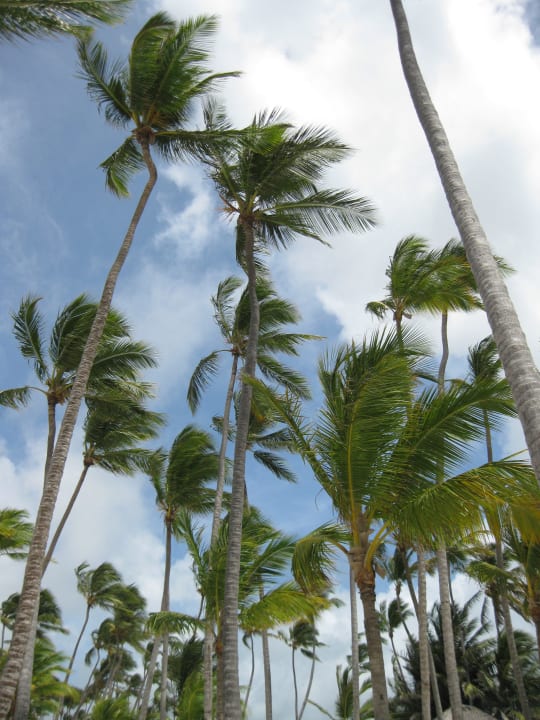 Strand -Palmen Secrets Royal Beach Punta Cana - Adults only