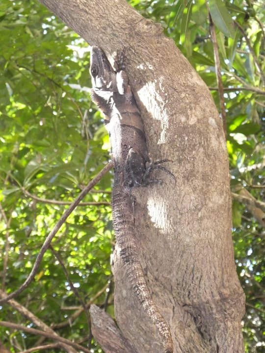 Leguan Catalonia Royal Tulum Beach & Spa Resort - Adults only