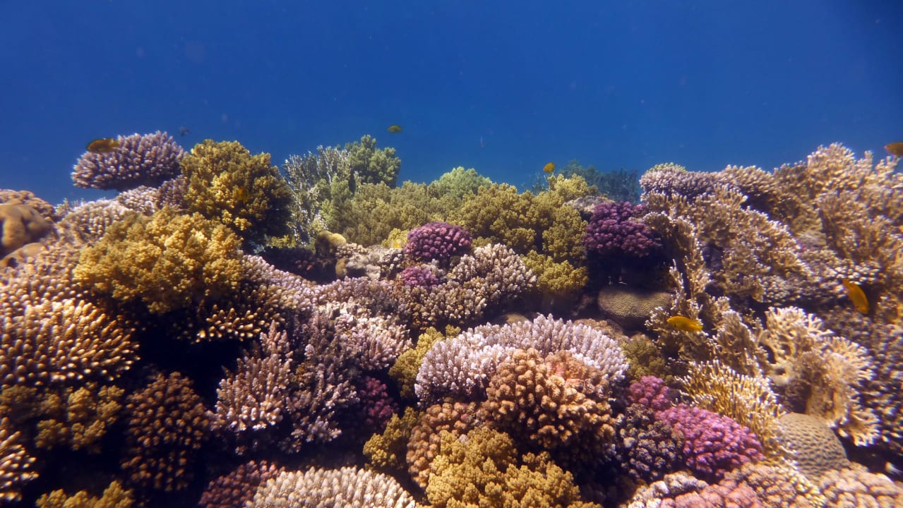 Sport & Freizeit Shams Alam Beach Resort