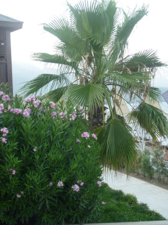 Природа Crystal Flora Pearl Collection