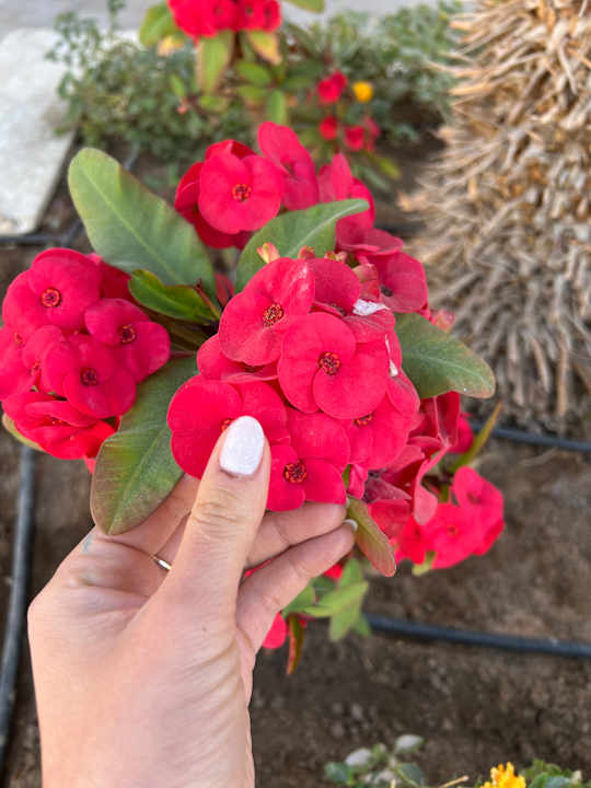 Gartenanlage Pickalbatros Aqua Park Resort - Sharm El Sheikh