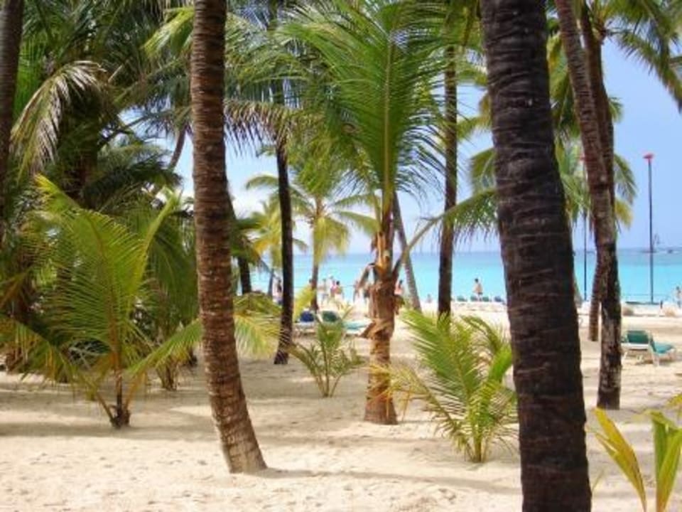 Palmen und Meer Hotel Riu Palace Punta Cana
