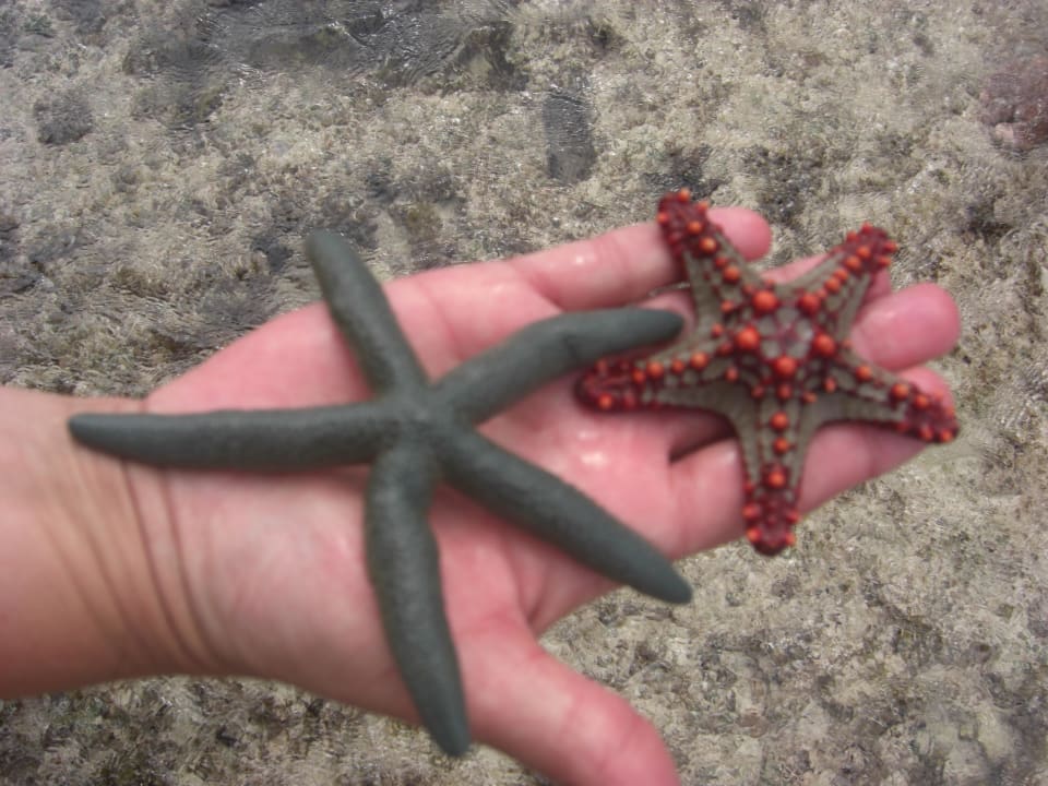 Seesterne Neptune Village Beach Resort & Spa