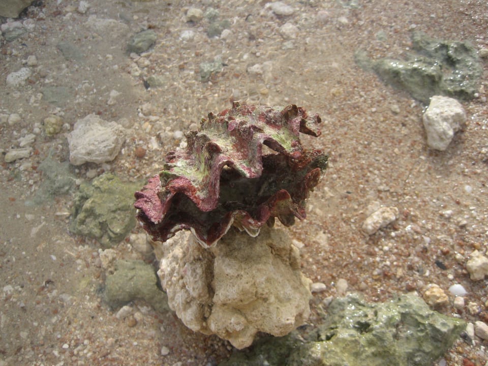 Strand Makadi Palace