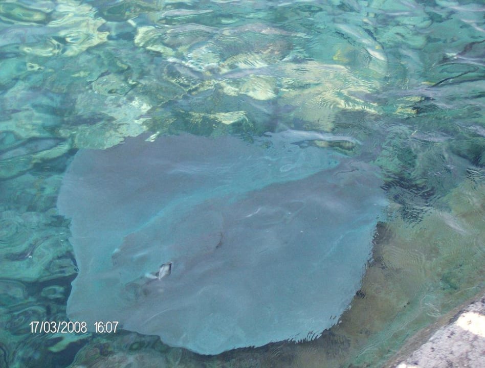 Stachelrochen Summer Island Maldives
