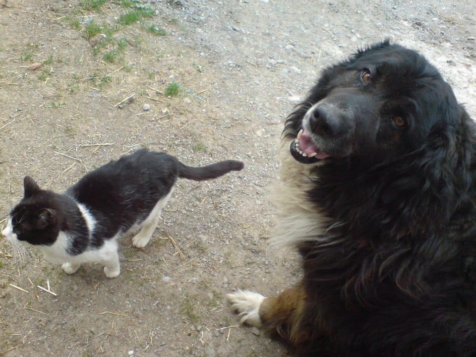 Tiere am Bauernhof Naturparkpartner Bauernhof und Ferienhaus Sperl