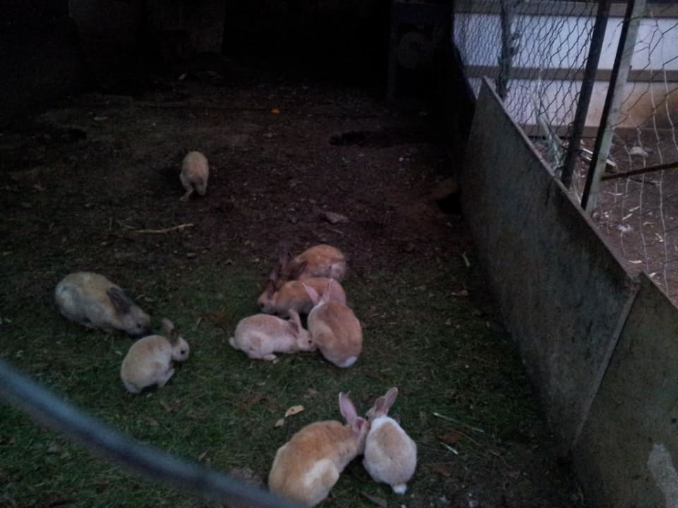 Die Hotelkaninchen Fortezza Beach Resort