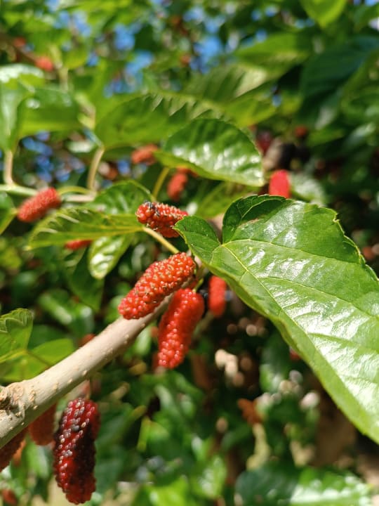 Gartenanlage Clover Magic Nova Beach