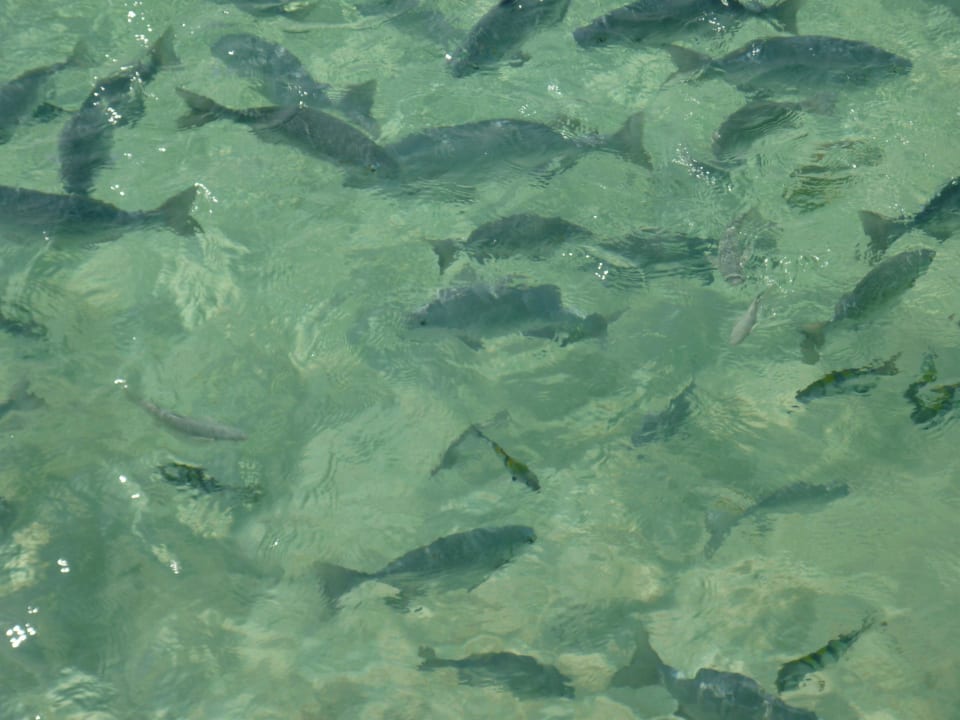 Fische am Steg Summer Island Maldives