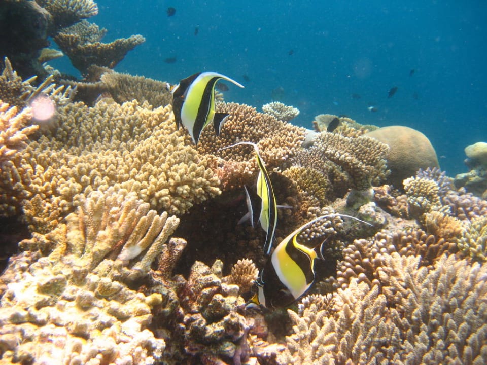Unterwasserwelt Thulhagiri Island Resort