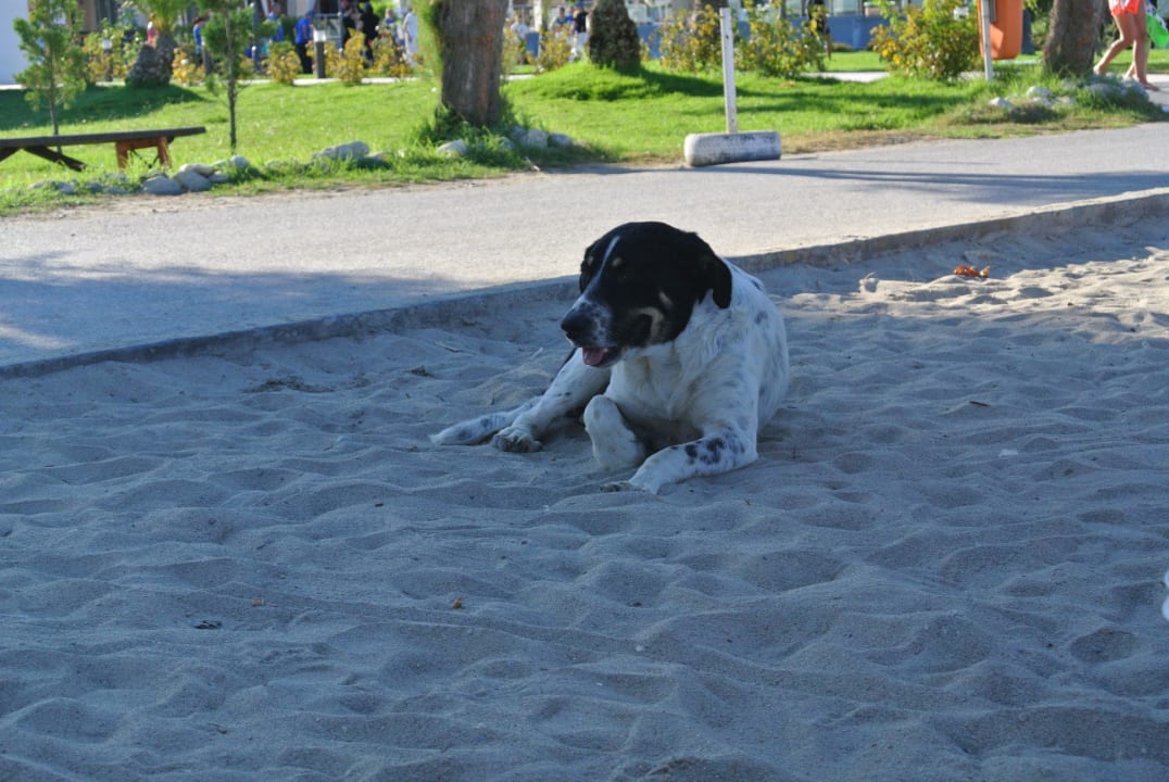 Harmlose hungernde Hunde alltoura Club Hotel Poseidon Palace