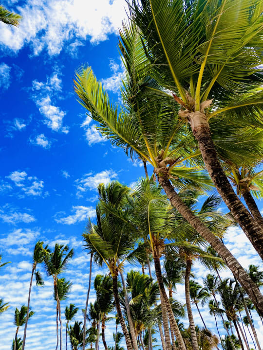 Strand Meliá Caribe Beach Resort-All Inclusive