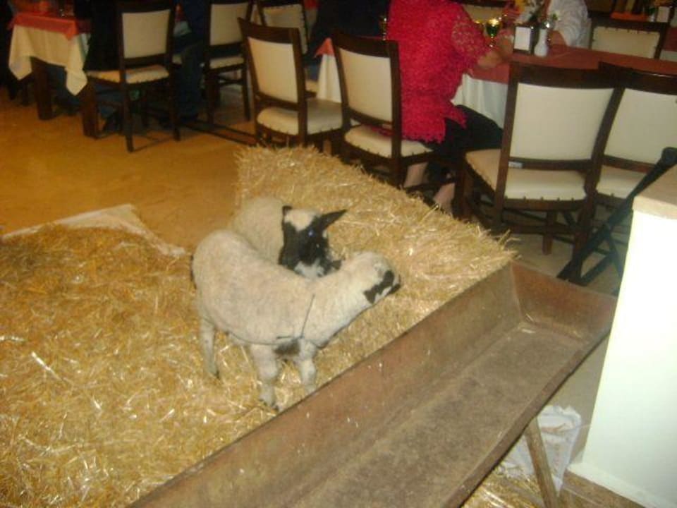 Weinachten in Side west FUN&SUN Smart Hane Sun Hotel