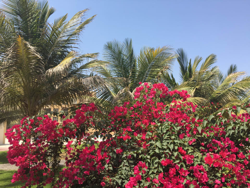 Gartenanlage Rixos Bab Al Bahr