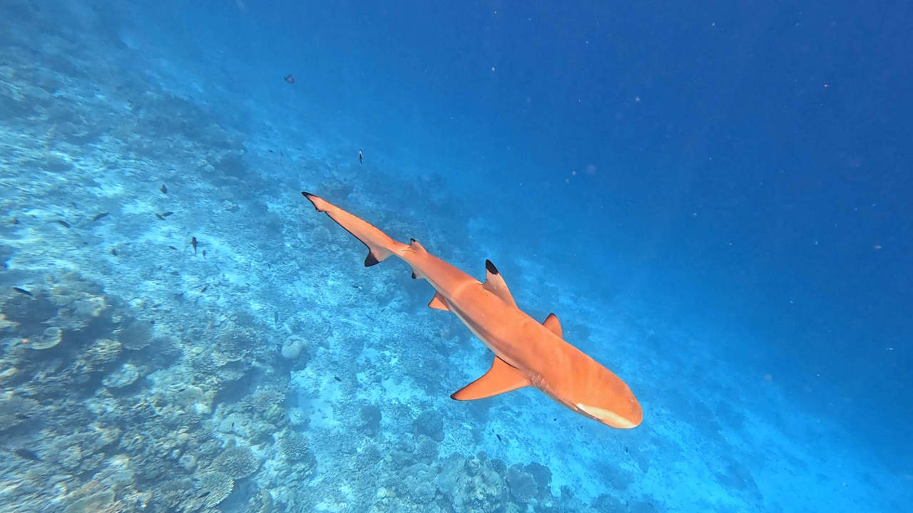 Sport & Freizeit Vilamendhoo Island Resort & Spa