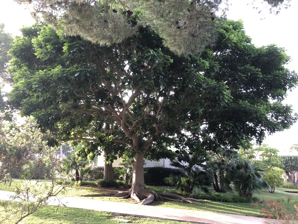 Gartenanlage Zafiro Mallorca