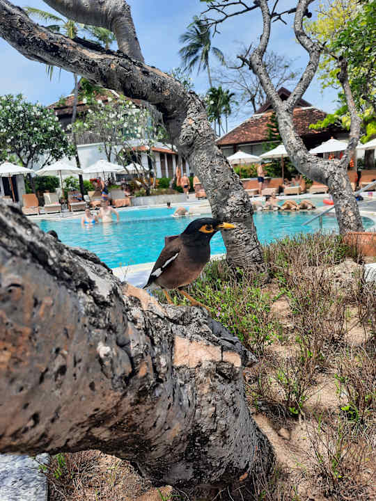 Gartenanlage Chaweng Regent Beach Resort
