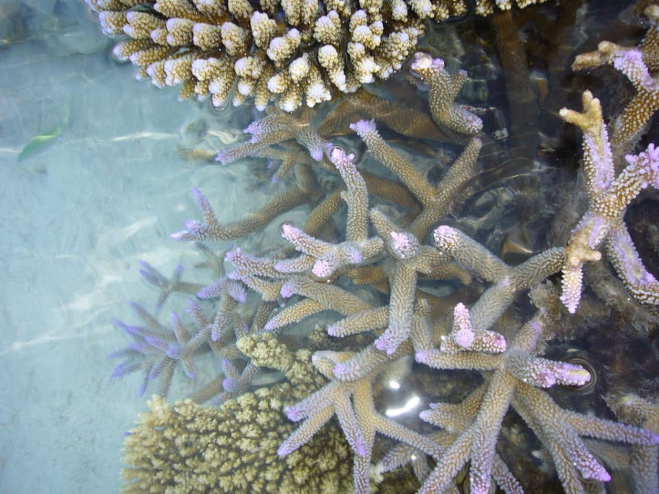 Korallen bei Vollmond (Ebbe) Vilamendhoo Island Resort & Spa