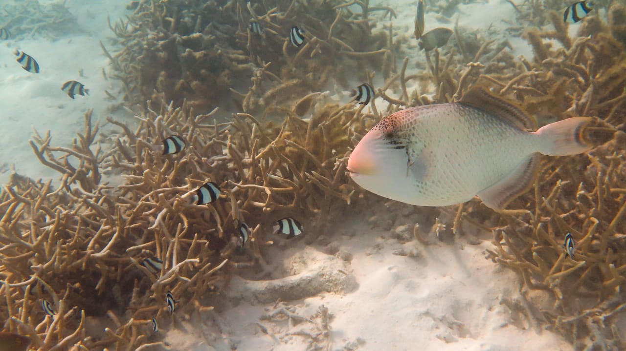 Natur Machchafushi Island Resort & Spa Maldives, The Centara Collection