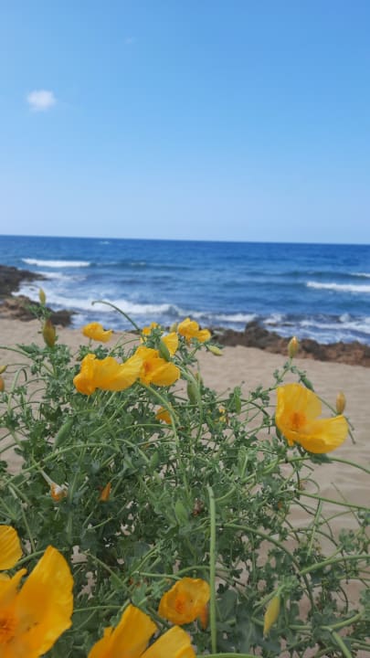 Strand Alexander Beach Hotel & Village Resort