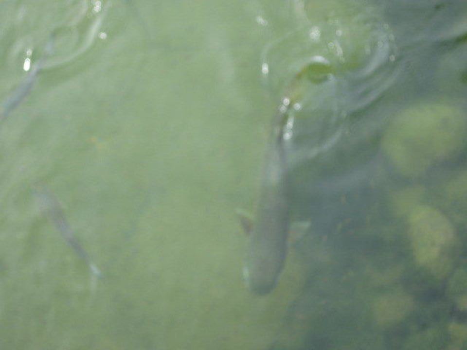 Kleiner Hai im Teich Melia Las Antillas - Adults only