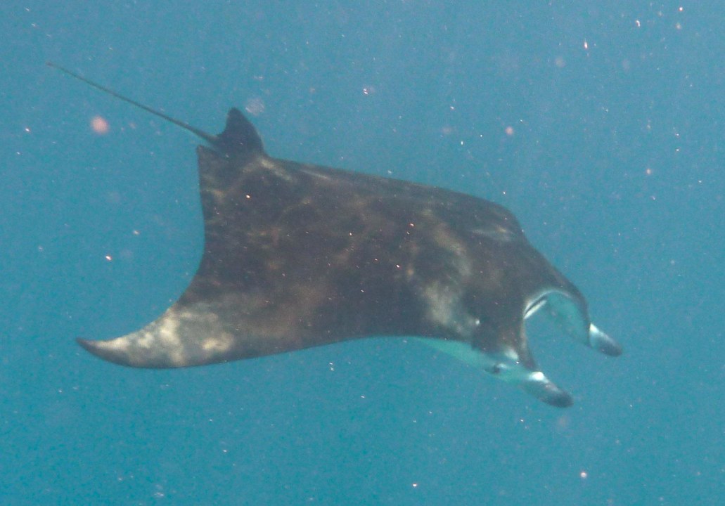 Manta Diamonds Thudufushi