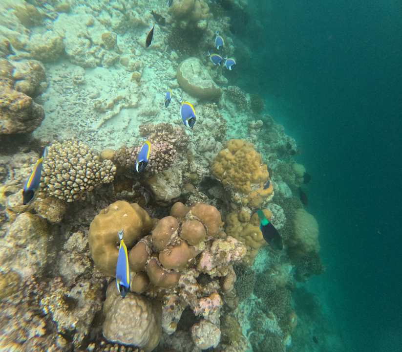 Außenansicht Vilamendhoo Island Resort & Spa