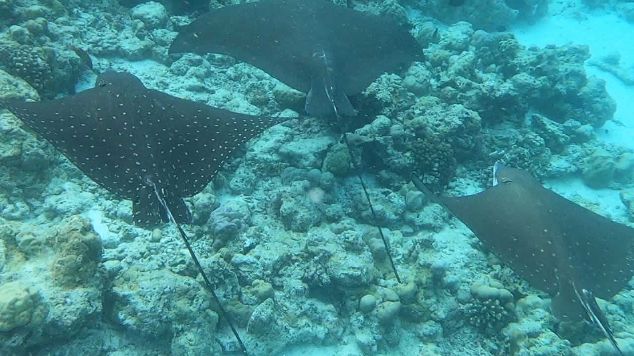 Sport & Freizeit NH Collection Maldives Reethi Resort