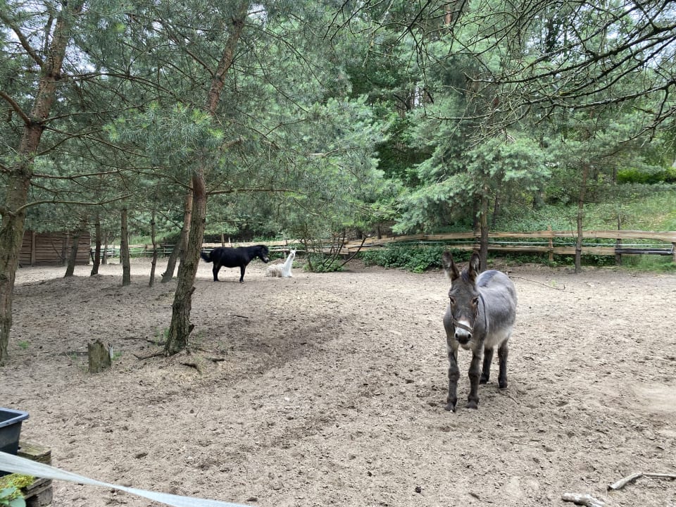 Sonstiges Familotel Borchard's Rookhus am See