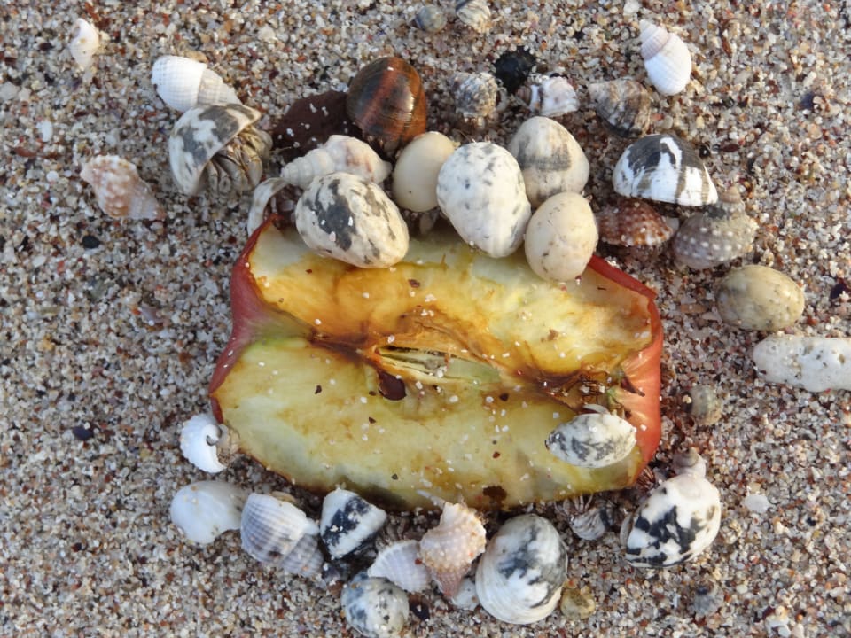 Einsiedlerkrebse am Strand Three Corners Sea Beach Resort