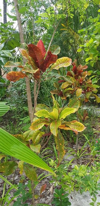 Gartenanlage Summer Island Maldives