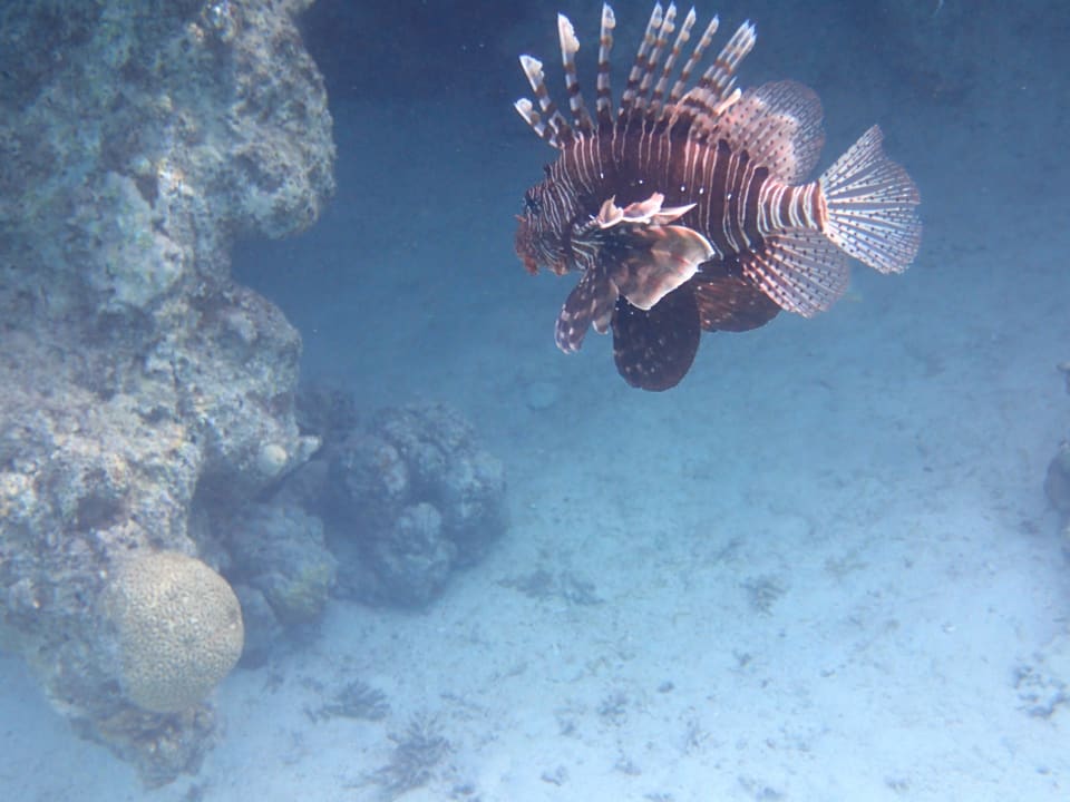 Strand Tropitel Sahl Hasheesh
