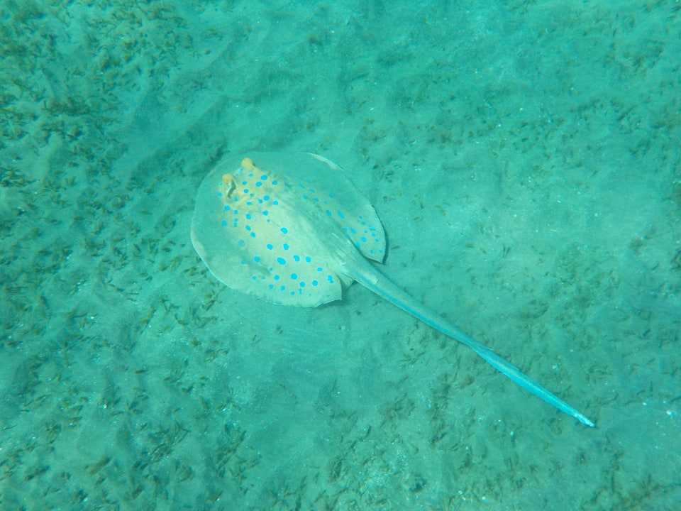 Strand Malikia Resort Abu Dabbab