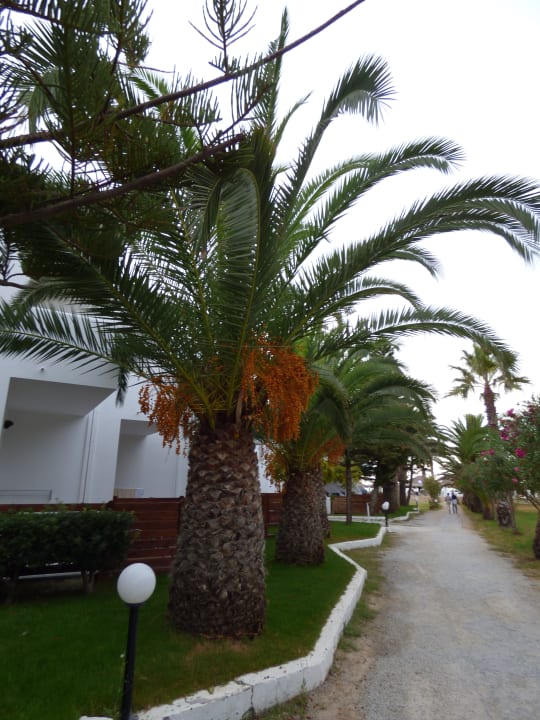 Gartenanlage HARPIN Happy Days Beach Hotel