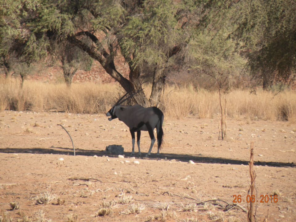 Blick aus dem Zimmer Namib Desert Lodge