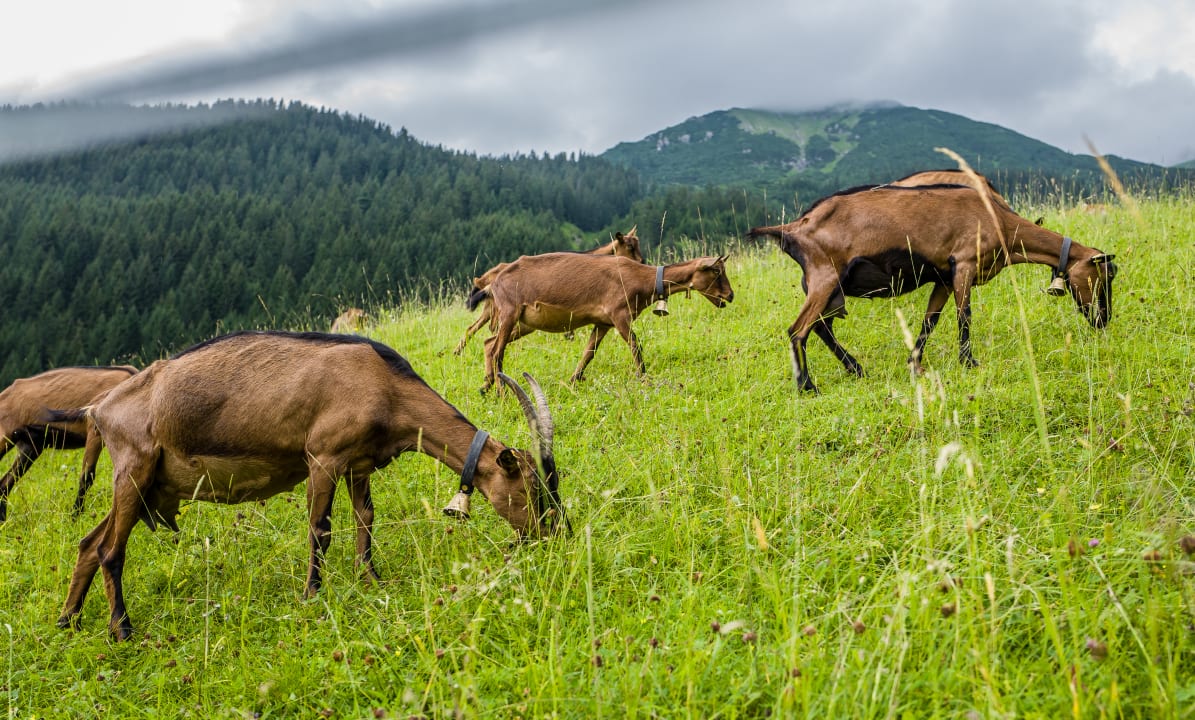 Ausblick Ski- und Aktivhotel Almhof Rupp