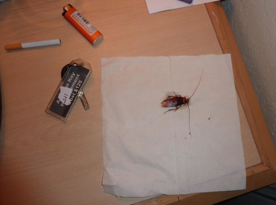 Belle bête n'est ce pas? Motel Vacation Lodge Maingate