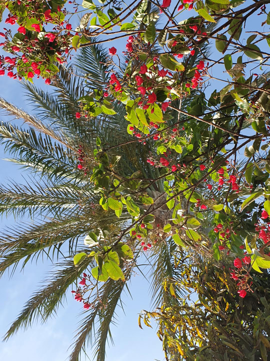 Gartenanlage Makadi Spa - Adults only