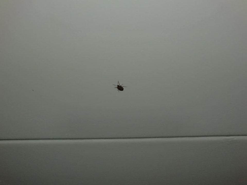 Dieser Untermieter lebte noch Hotel Days Inn Pittsburgh Pa