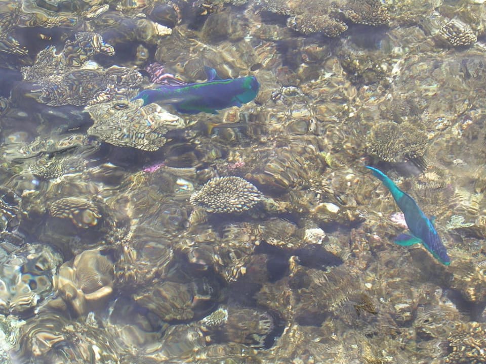  Fische vom Steg fotografiert The Grand Hotel Sharm El Sheikh