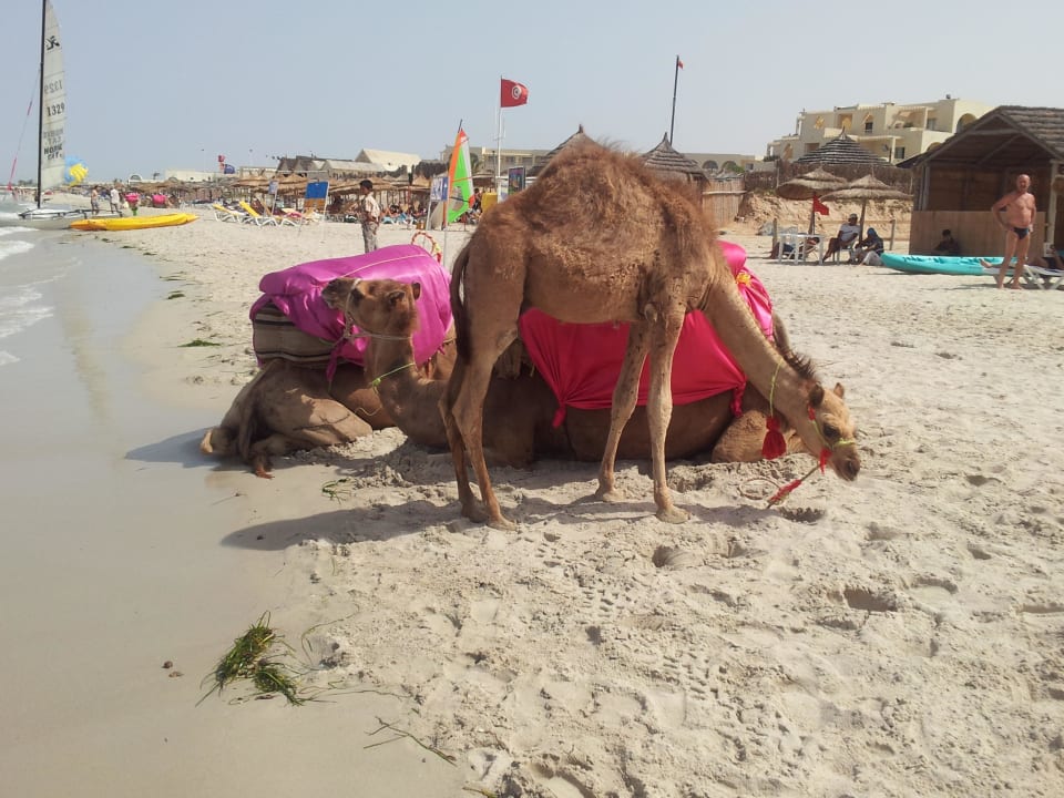 Kamele am Strand Hotel Djerba Resort