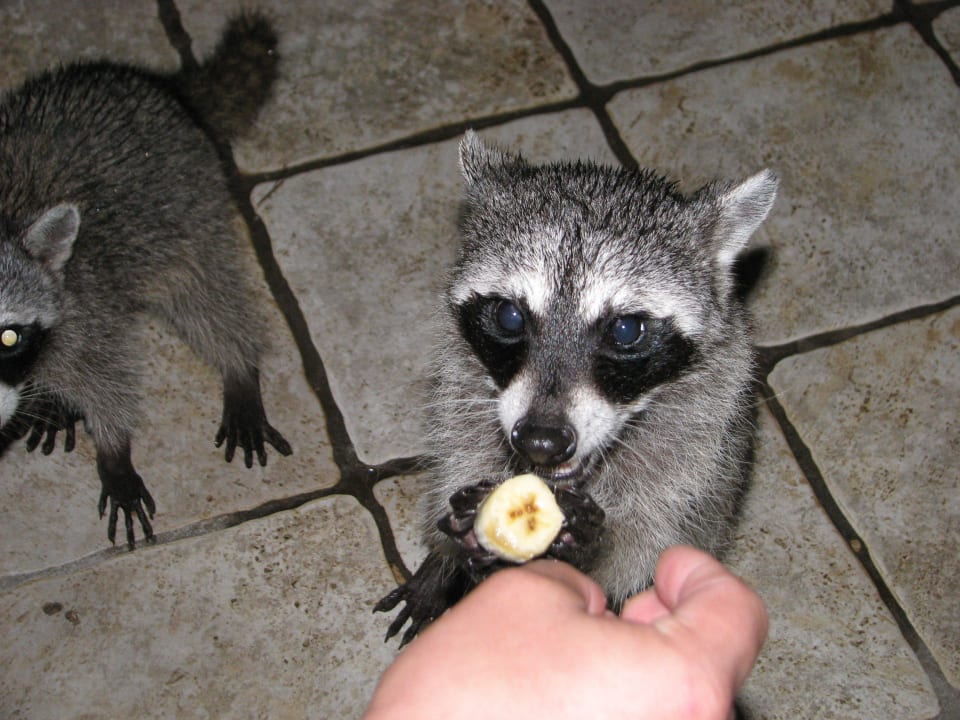 Bananensnack Catalonia Playa Maroma