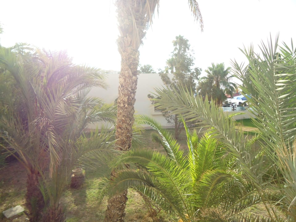 Tja, Palmen..aber kein gebuchter Meerblick Royal Lido Resort & Spa