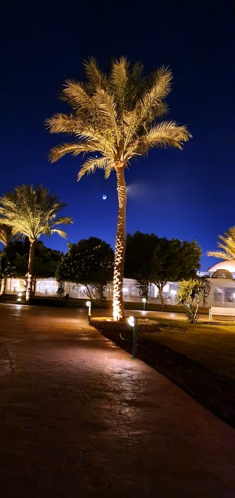 Gartenanlage Desert Rose