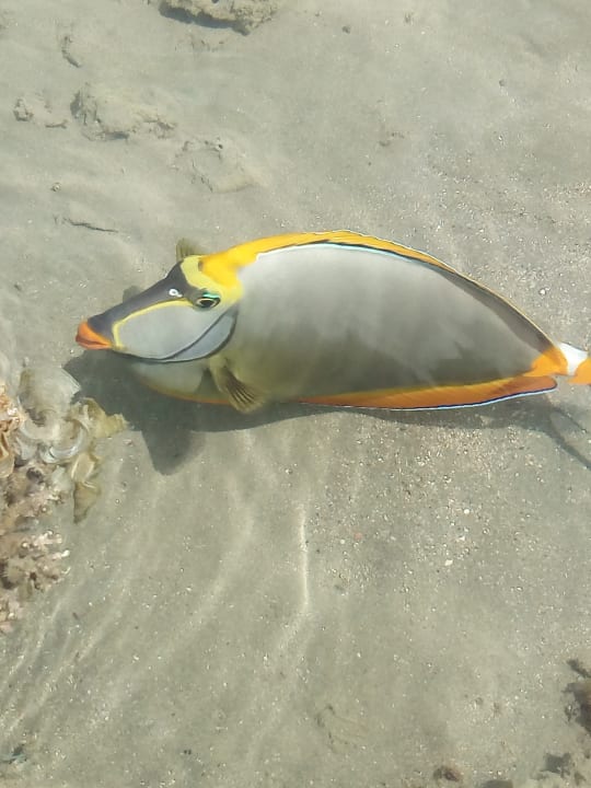 Strand Steigenberger Coraya Beach - Adults only