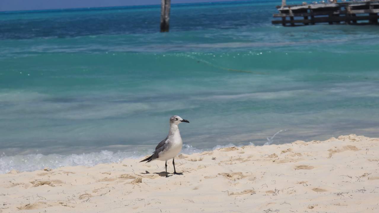 Strand Hotel Riu Caribe